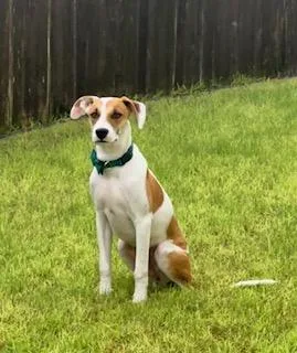 A baby medium-sized male Tricolor (Brown, Black, & White) American Foxhound dog named Dexter for adoption in McAllen, TX