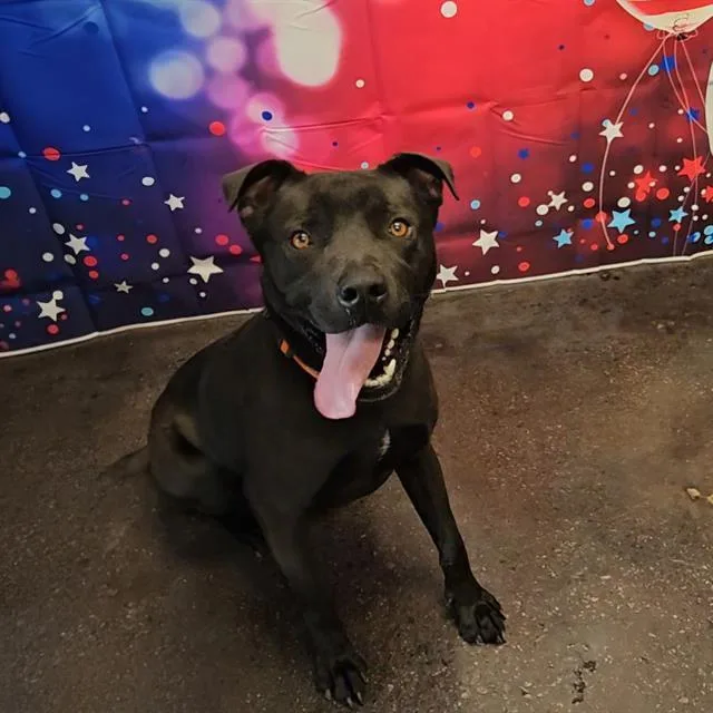 A young large-sized male Labrador Retriever dog named A for adoption in Wylie, TX