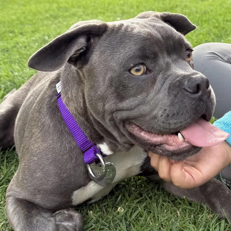 A young medium-sized male Gray / Blue / Silver Mixed Breed dog named Giuseppe for adoption in Los Angeles, CA