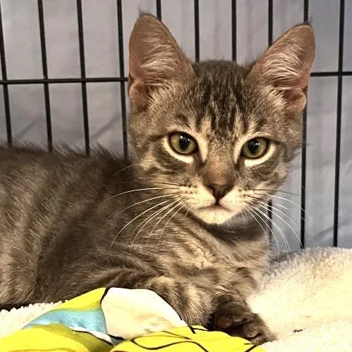 A baby small-sized male Gray / Blue / Silver Domestic Short Hair cat named Fox for adoption in Lakeland, FL
