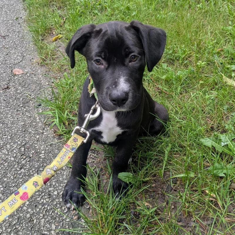 A baby medium-sized male Black Labrador Retriever dog named Blinky for adoption in South Elgin, IL