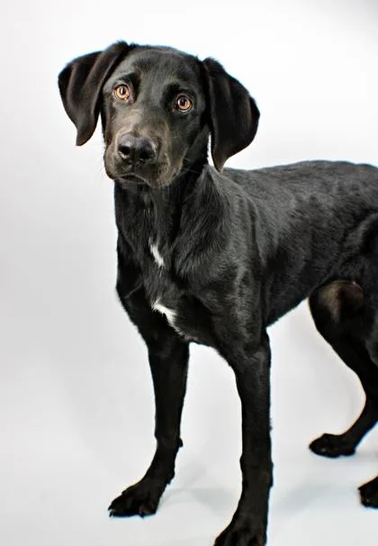 A baby medium-sized female Labrador Retriever dog named Tuna for adoption in Morton Grove, IL
