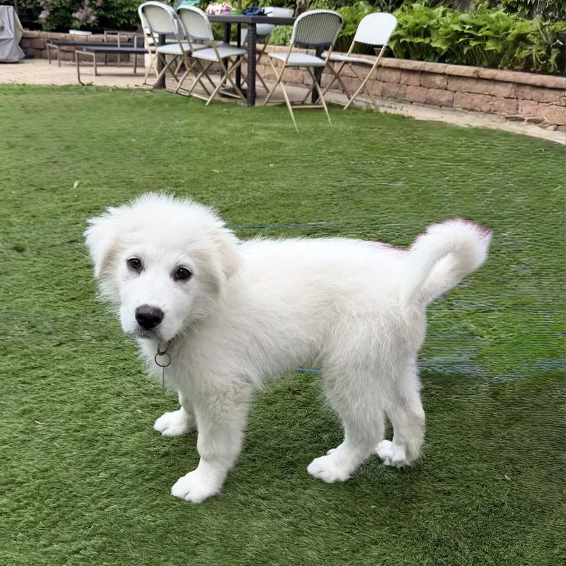 A baby large-sized female White / Cream Great Pyrenees dog named Great Pyrenees Puppies for adoption in Olive Branch, MS