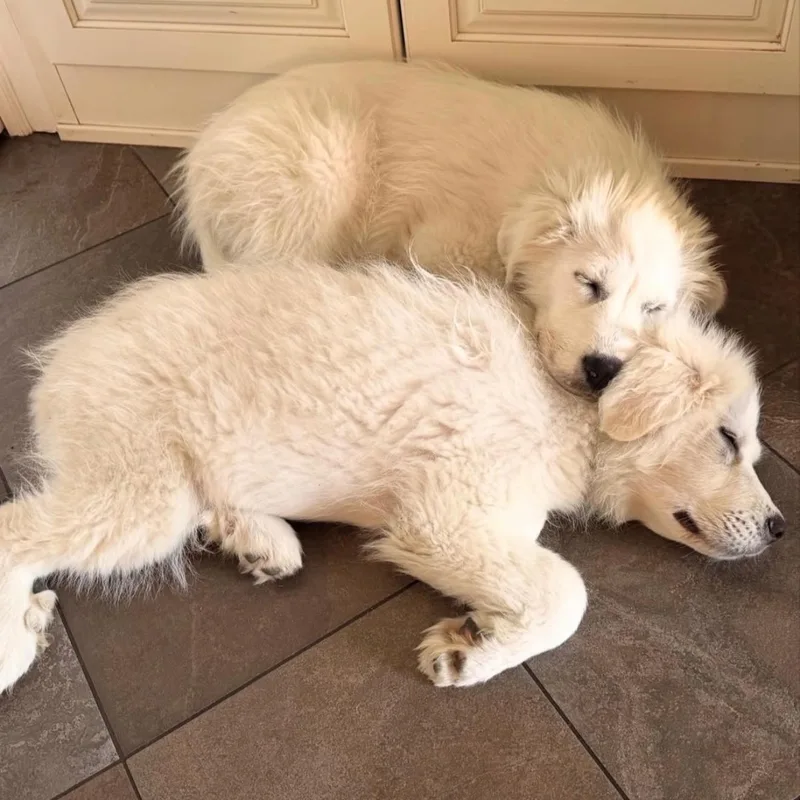 Great Pyrenees Puppies thumbnail 6
