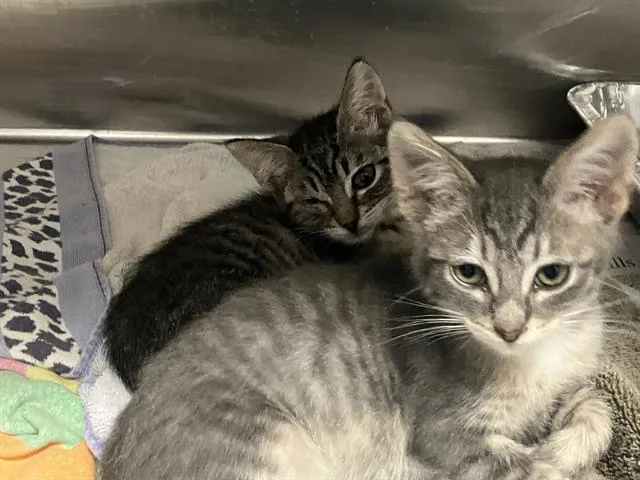 A baby small-sized female Domestic Medium Hair cat named Kc for adoption in Tustin, CA