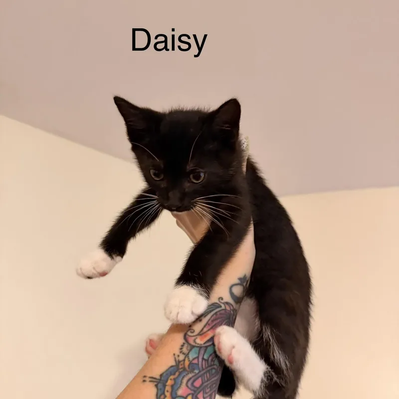 A baby medium-sized female Black & White / Tuxedo Domestic Short Hair cat named Daisy for adoption in Easley, SC