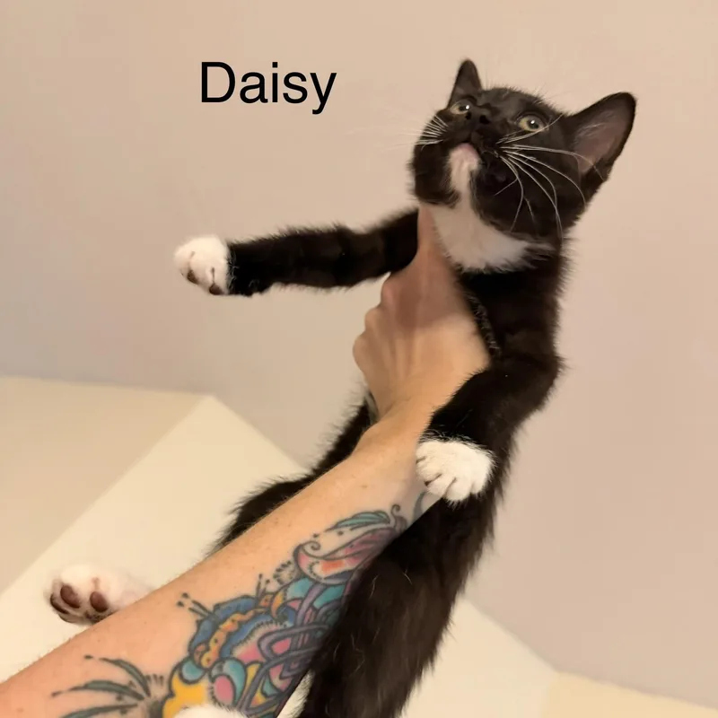 Daisy thumbnail 3