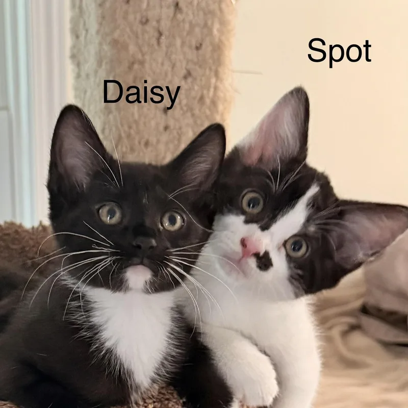 Daisy thumbnail 4