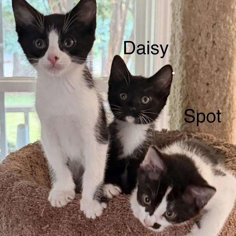 Daisy thumbnail 5