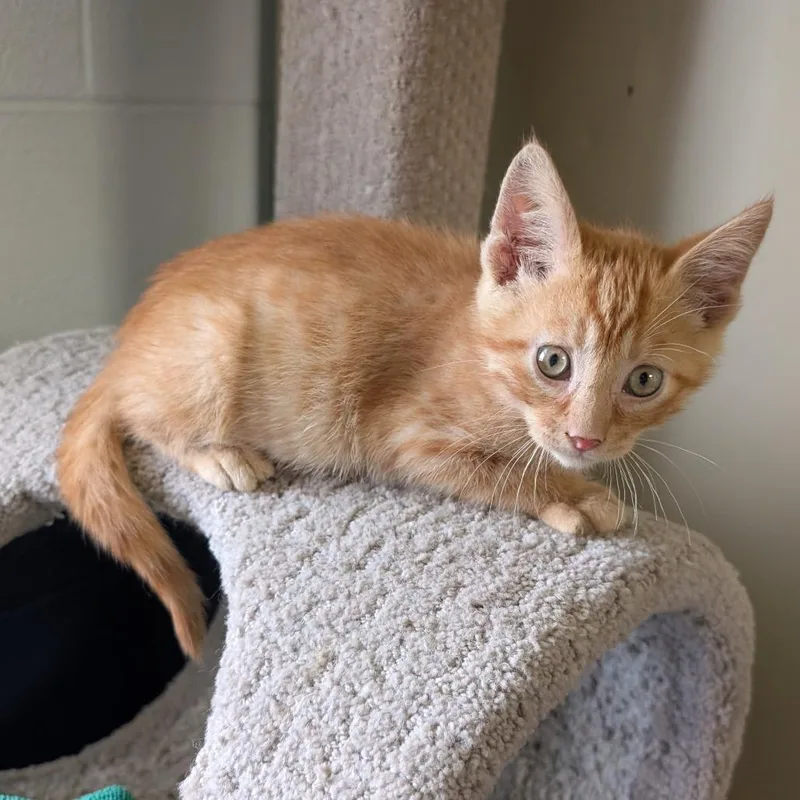 A baby small-sized male Orange / Red Domestic Short Hair cat named Mufasa for adoption in Independence, KS