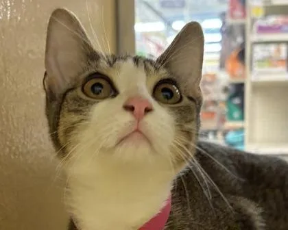 A baby small-sized female Domestic Short Hair cat named Tippy for adoption in West Seneca, NY