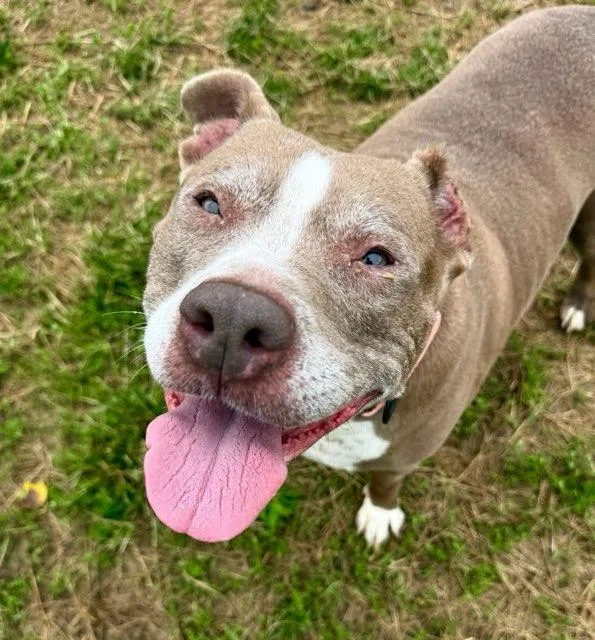 A senior large-sized female Brown / Chocolate Pit Bull Terrier dog named Brownie for adoption in Manassas, VA