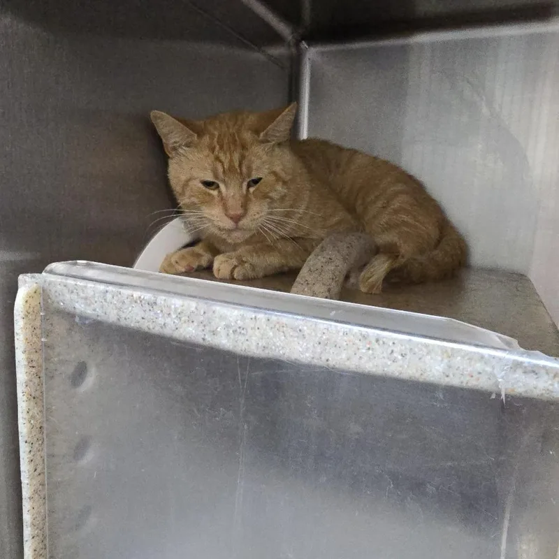 A young small-sized male Orange / Red Domestic Short Hair cat named Lemon Grass for adoption in Yanceyville, NC