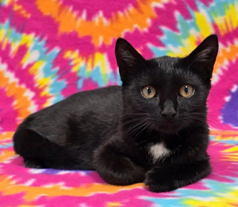 A baby medium-sized female Domestic Short Hair cat named Patricia for adoption in Frankfort, IN