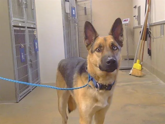 A young large-sized male German Shepherd Dog dog named Mothman for adoption in Sacramento, CA