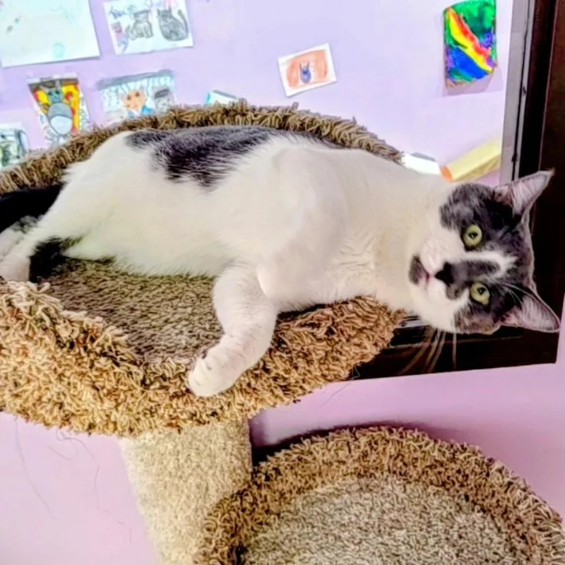 An adult large-sized male White Domestic Short Hair cat named Peanut for adoption in Springfield, IL