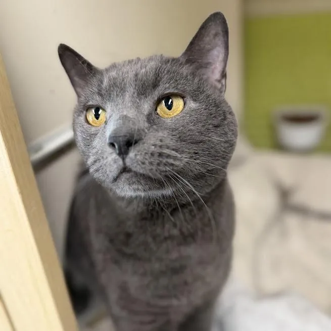 Gigi