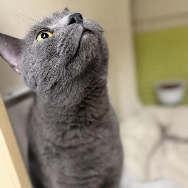 Gigi thumbnail 3
