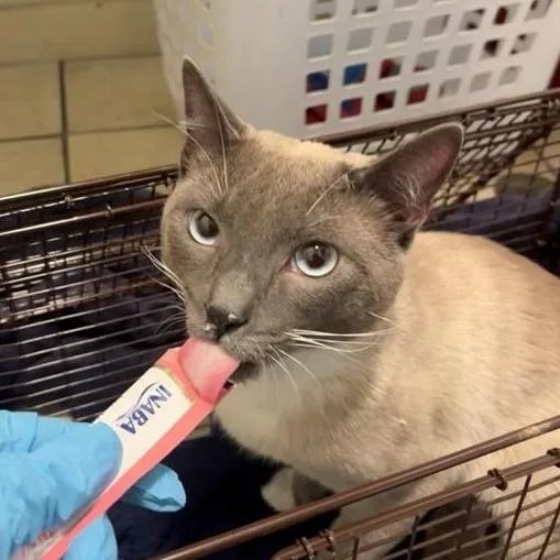 An adult medium-sized male Lilac Point Siamese cat named Bernie for adoption in Pasadena, CA