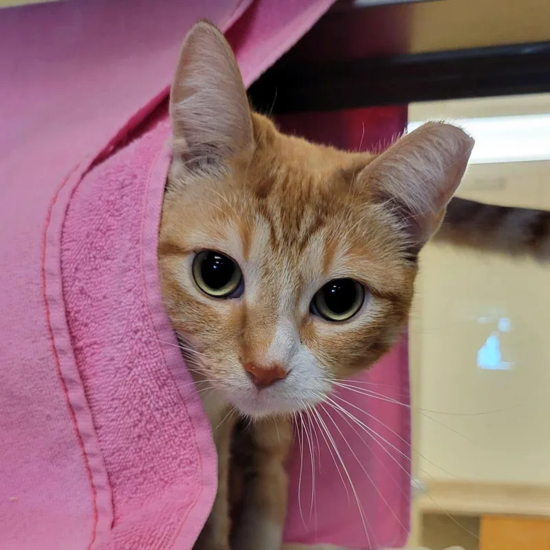 A young medium-sized female Domestic Short Hair cat named Rockwell for adoption in Plover, WI