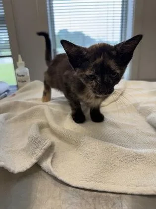 A young small-sized female Domestic Short Hair cat named Mary for adoption in Lafayette, IN