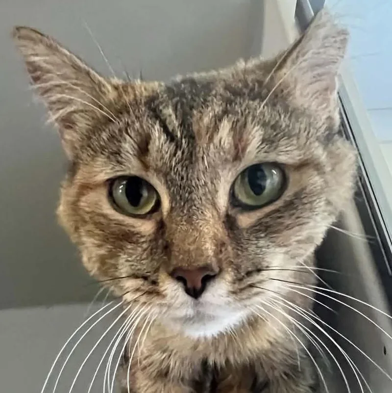An adult medium-sized female Tabby (Buff / Tan / Fawn) Domestic Short Hair cat named Princess Peach for adoption in Robinson, IL