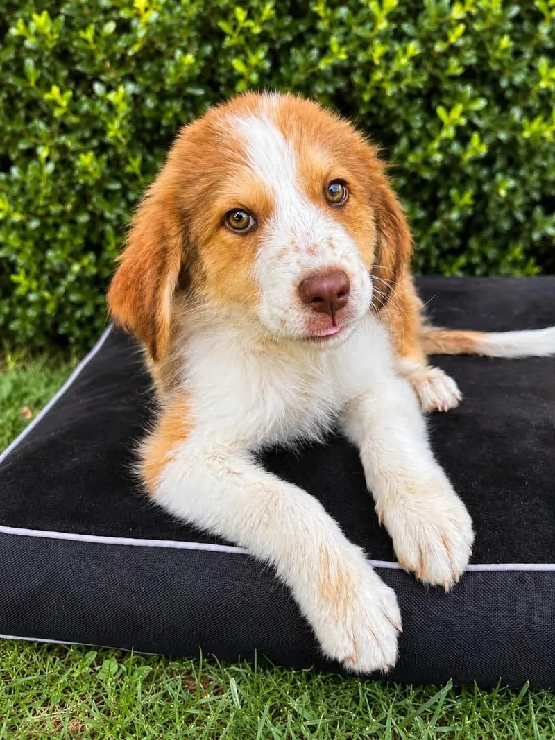 A baby large-sized female Great Pyrenees dog named Cindy for adoption in University Place, WA