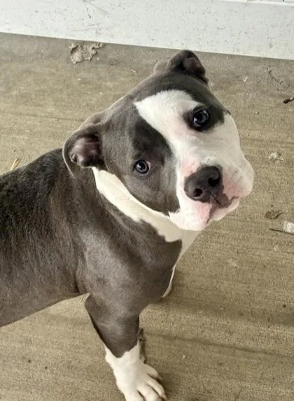 An adult large-sized female Mixed Breed dog named Muffin for adoption in Munster, IN