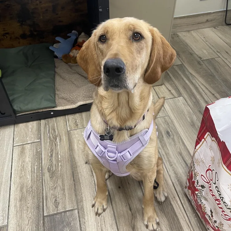 An adult medium-sized female Golden Yellow Labrador Retriever dog named Lilly for adoption in Henderson, KY