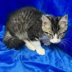 A baby medium-sized male Tabby (Gray / Blue / Silver) Tabby cat named Dublin for adoption in Green Valley, AZ
