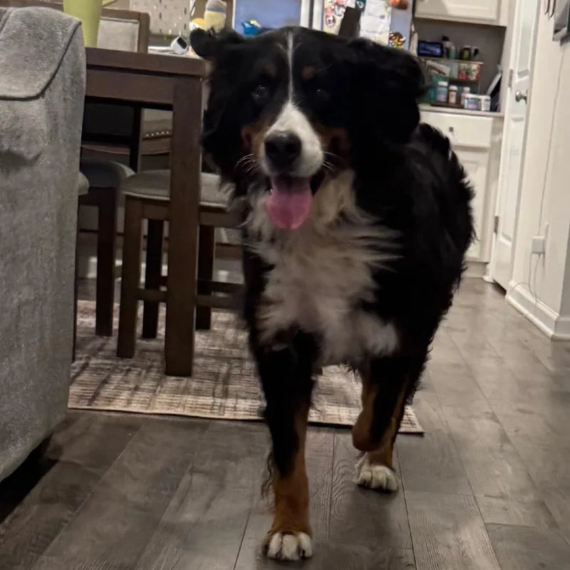 An adult large-sized female Bernese Mountain Dog dog named Dolores for adoption in Sinking Spring, PA