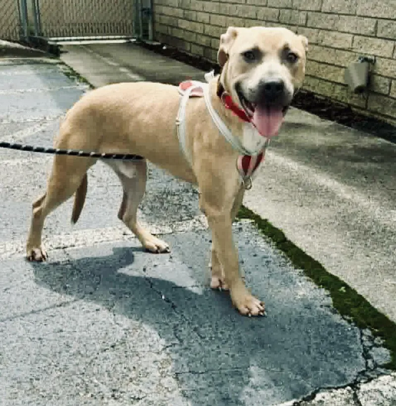 A young large-sized male Pit Bull Terrier dog named Blue for adoption in Holly Springs, NC