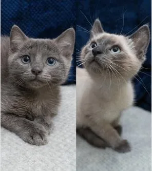 A baby small-sized female Blue Point Siamese cat named Betty Boop & Butterball for adoption in Encinitas, CA