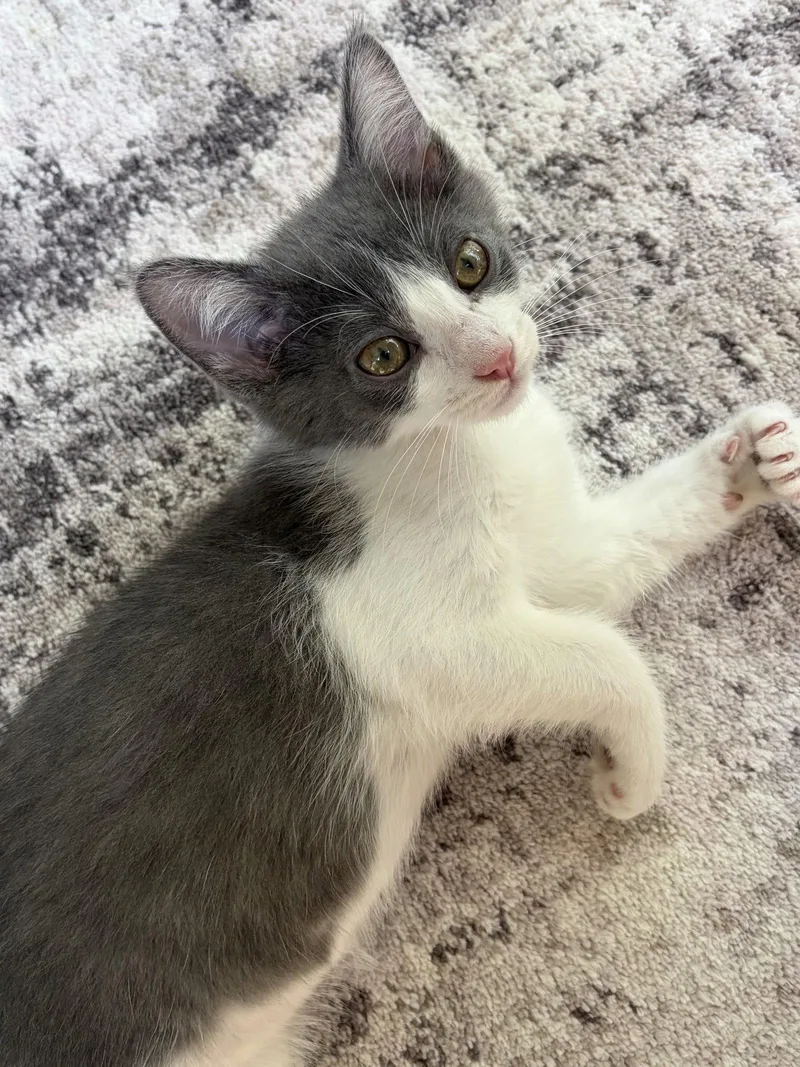 A baby medium-sized male Gray & White Domestic Short Hair cat named Reef for adoption in Plano, TX