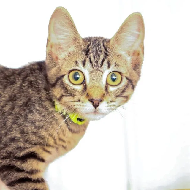 A baby small-sized male Domestic Short Hair cat named Checkers for adoption in St. Louis, MO