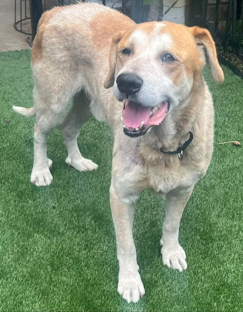 An adult large-sized male Apricot / Beige Shepherd dog named Colson for adoption in Bethel, VT