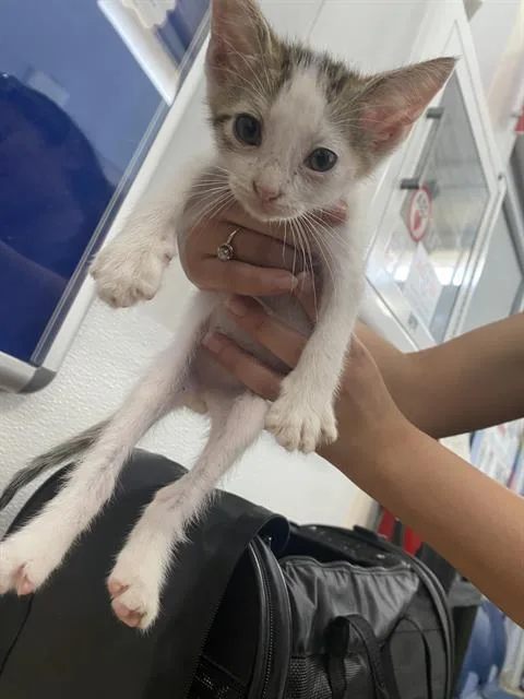 A baby medium-sized male Domestic Short Hair cat named Lily for adoption in Dallas, TX