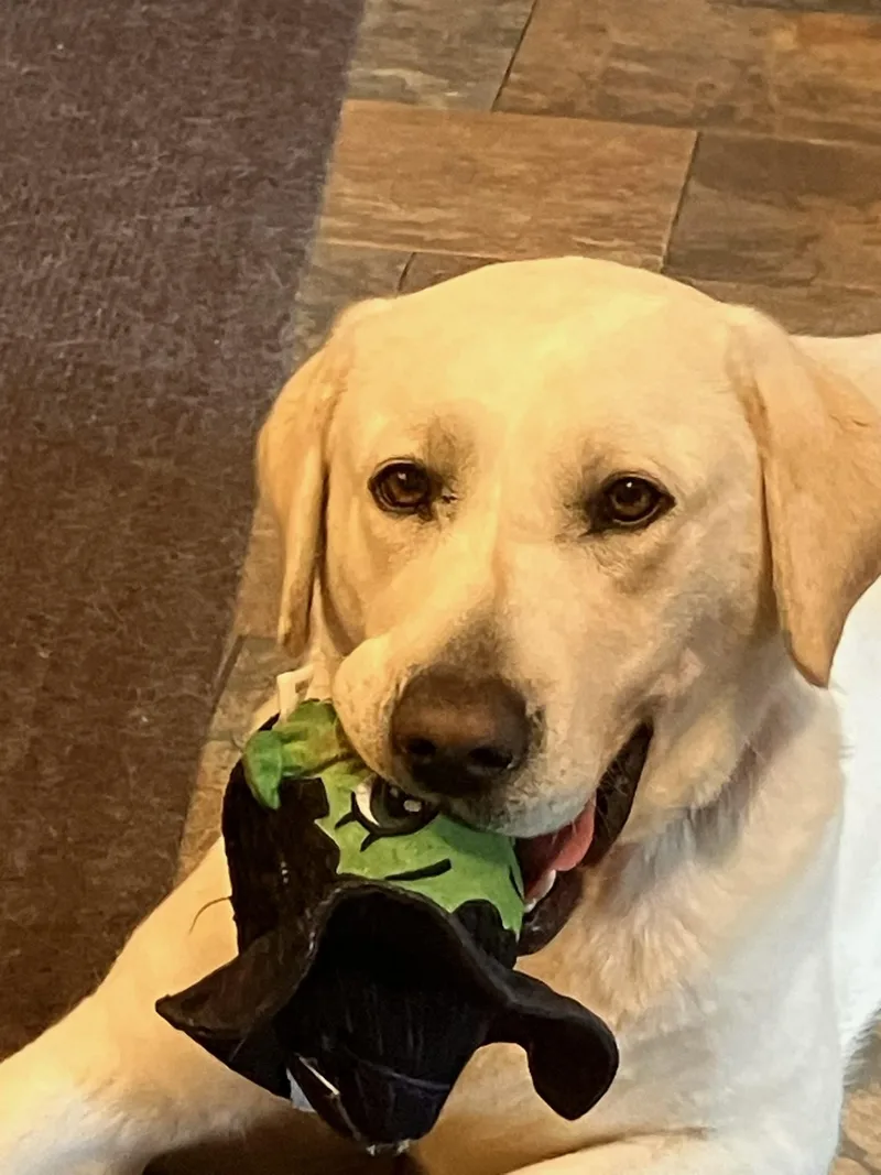 An adult large-sized female Yellow / Tan / Blond / Fawn Yellow Labrador Retriever dog named Sophie for adoption in Indianapolis, IN