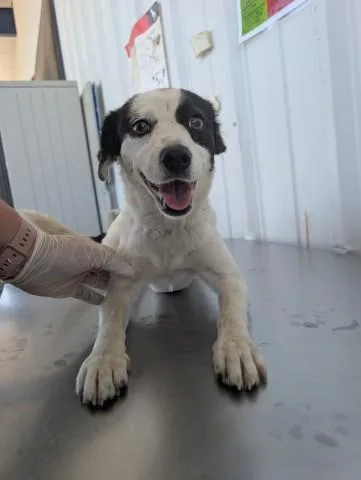 A young small-sized female Collie dog named Belle for adoption in Bakersfield, CA