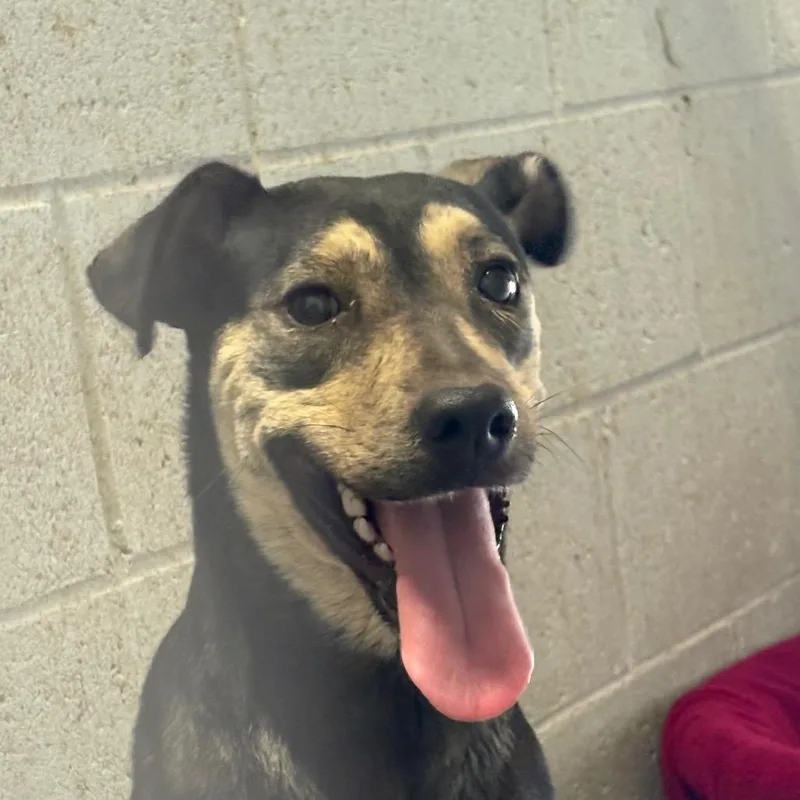 An adult medium-sized female Brown / Chocolate Mixed Breed dog named Priya for adoption in Yuma, AZ