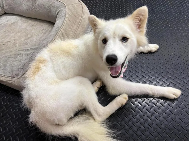 A young small-sized female White / Cream Shiba Inu dog named Shasta for adoption in Middletown, CT