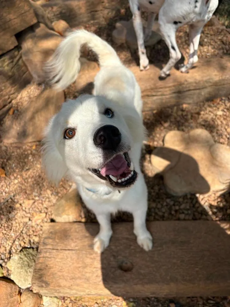 Shasta thumbnail 2