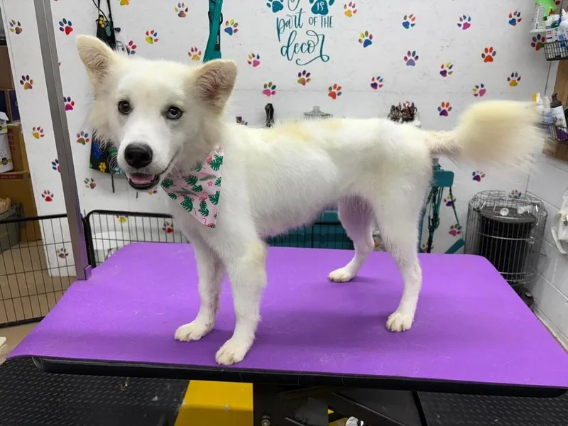 Shasta thumbnail 5