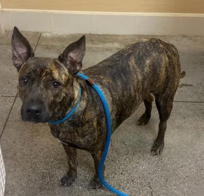 An adult large-sized female Pit Bull Terrier dog named Ivy for adoption in Honolulu, HI