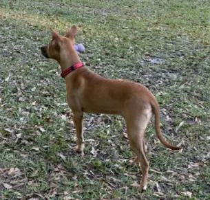 A baby medium-sized female Yellow / Tan / Blond / Fawn Mixed Breed dog named Sandy for adoption in Eutawville, SC