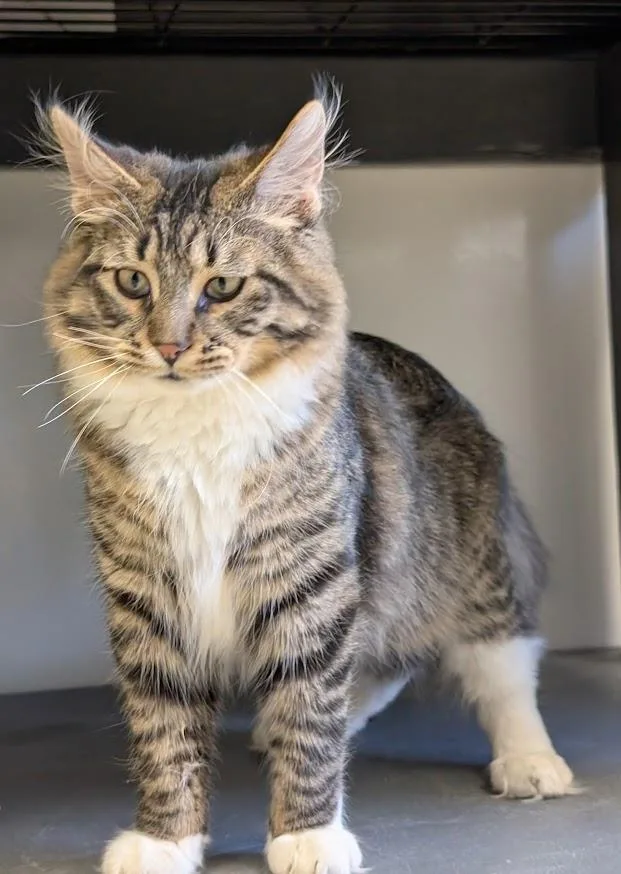 An adult medium-sized male Domestic Long Hair cat named Bozeman for adoption in Waupun, WI