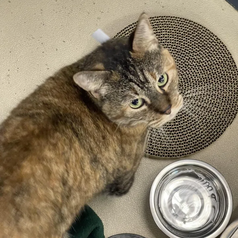 A senior medium-sized female Brown / Chocolate Domestic Short Hair cat named Moxie for adoption in Tulsa, OK