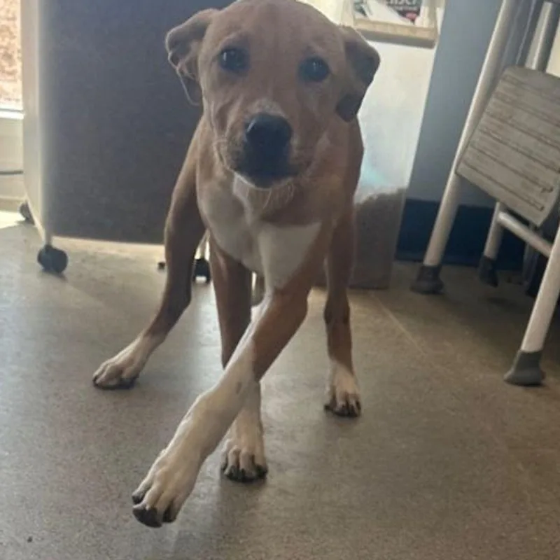 An adult small-sized male Red / Chestnut / Orange Shepherd dog named Doc for adoption in Kingman, AZ