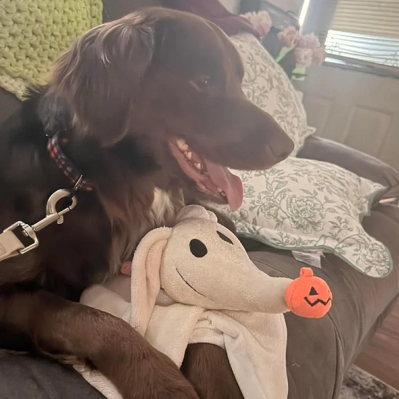 An adult medium-sized male Brown / Chocolate Mixed Breed dog named Mars for adoption in Fredericksburg, VA