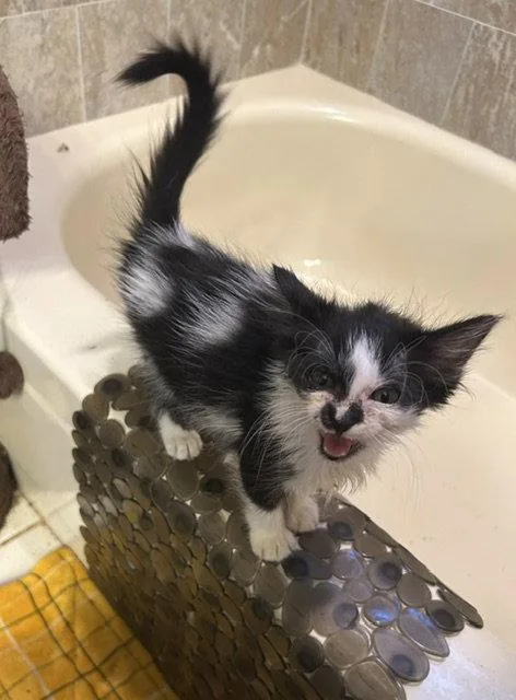A baby medium-sized female Black & White / Tuxedo Domestic Medium Hair cat named Liz for adoption in Orlando, FL